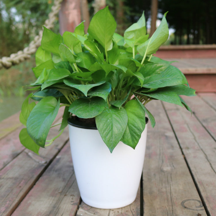 White self-watering plant pot with leafy houseplant on a wooden deck