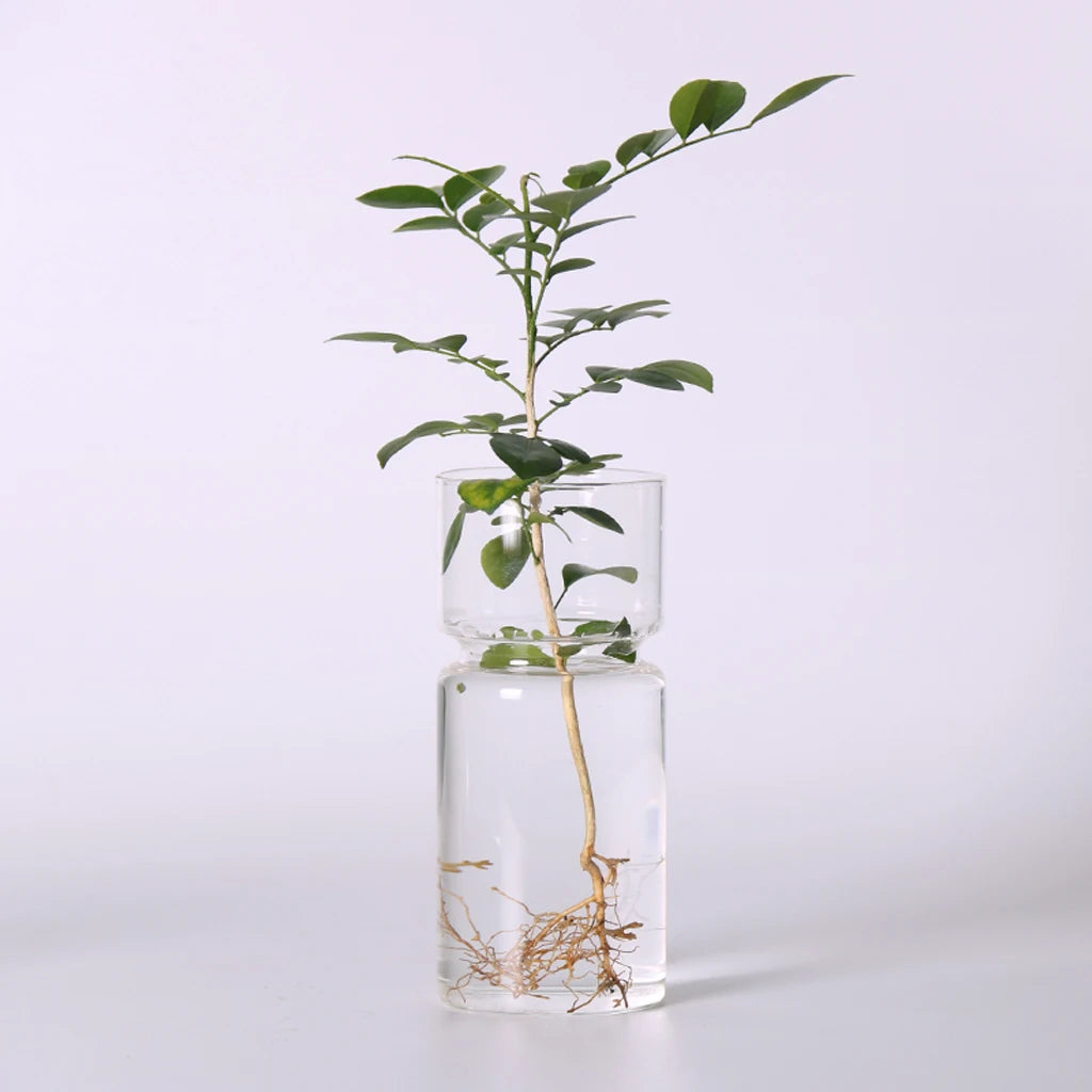 Clear glass bulb vase used to root a plant cutting in water