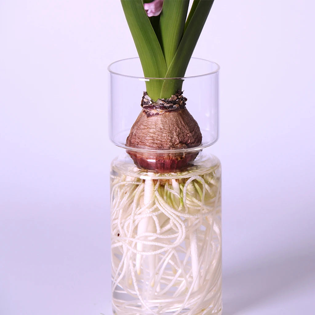 Hyacinth bulb growing in a clear glass bulb vase with white roots in water