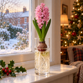 Pink hyacinth blooming in a clear glass bulb vase on a cosy British windowsill at Christmas