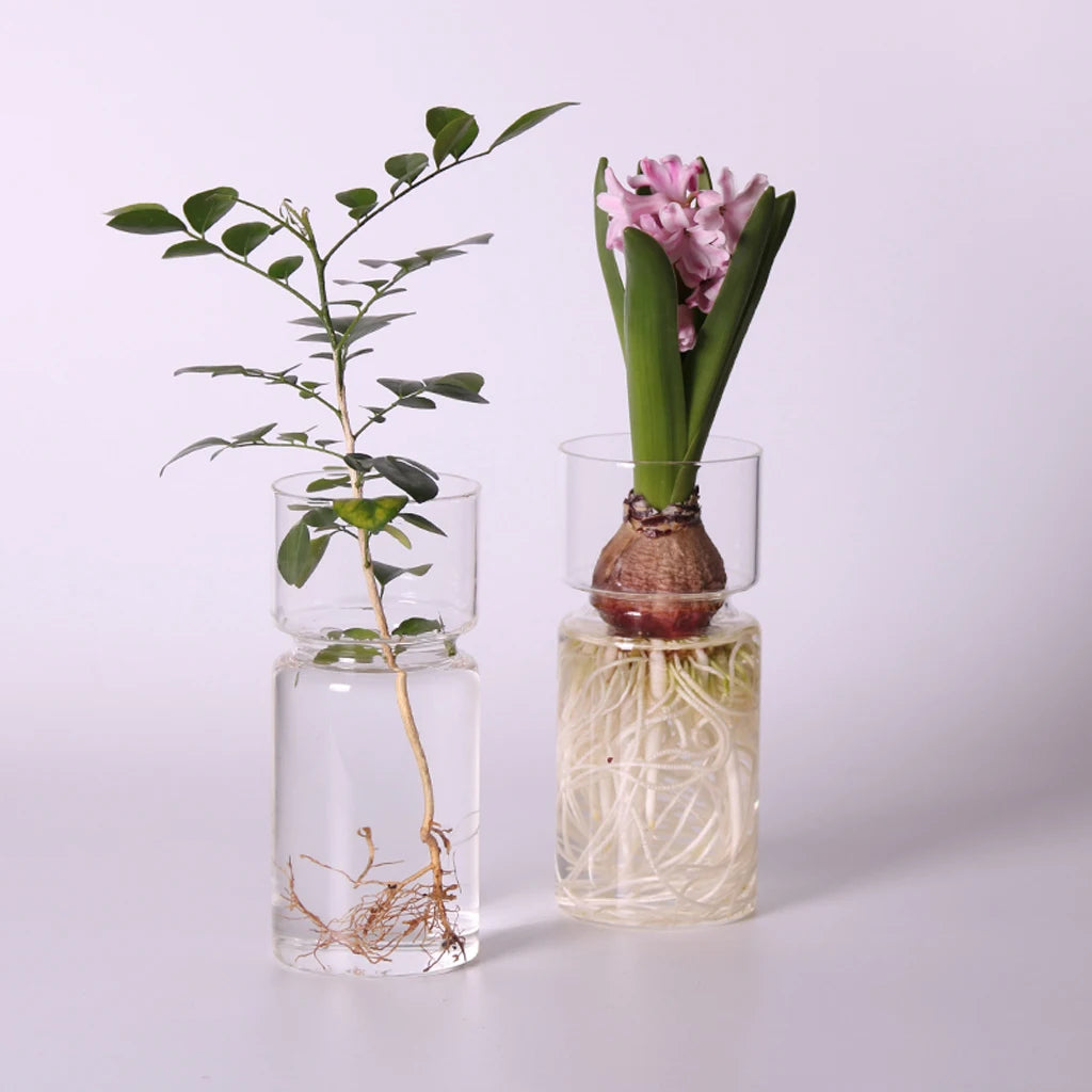 Glass bulb vases with a rooting cutting and a flowering hyacinth