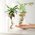Glass Propagation Vase with Cork Lid
