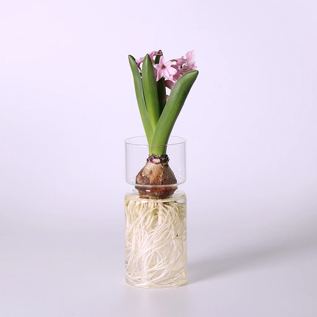 Pink hyacinth flowering in a clear glass bulb vase