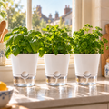 Three white self-watering herb pots with basil, mint and parsley on a sunny kitchen windowsill